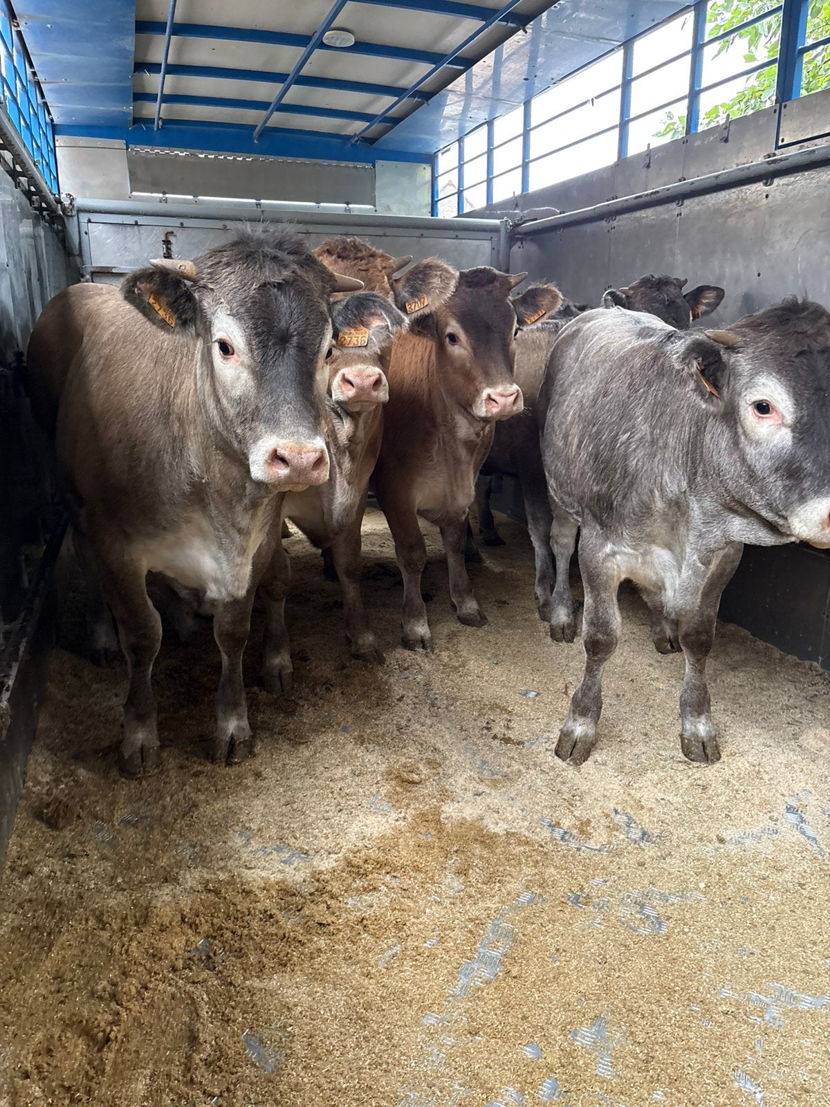 6 bazadaise vaarzen, Dieren en Toebehoren, Vrouwelijk, 0 tot 2 jaar