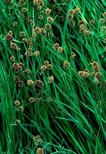 Plante de Juncus, jonc, Tuin en Terras, Vijvers, Ophalen