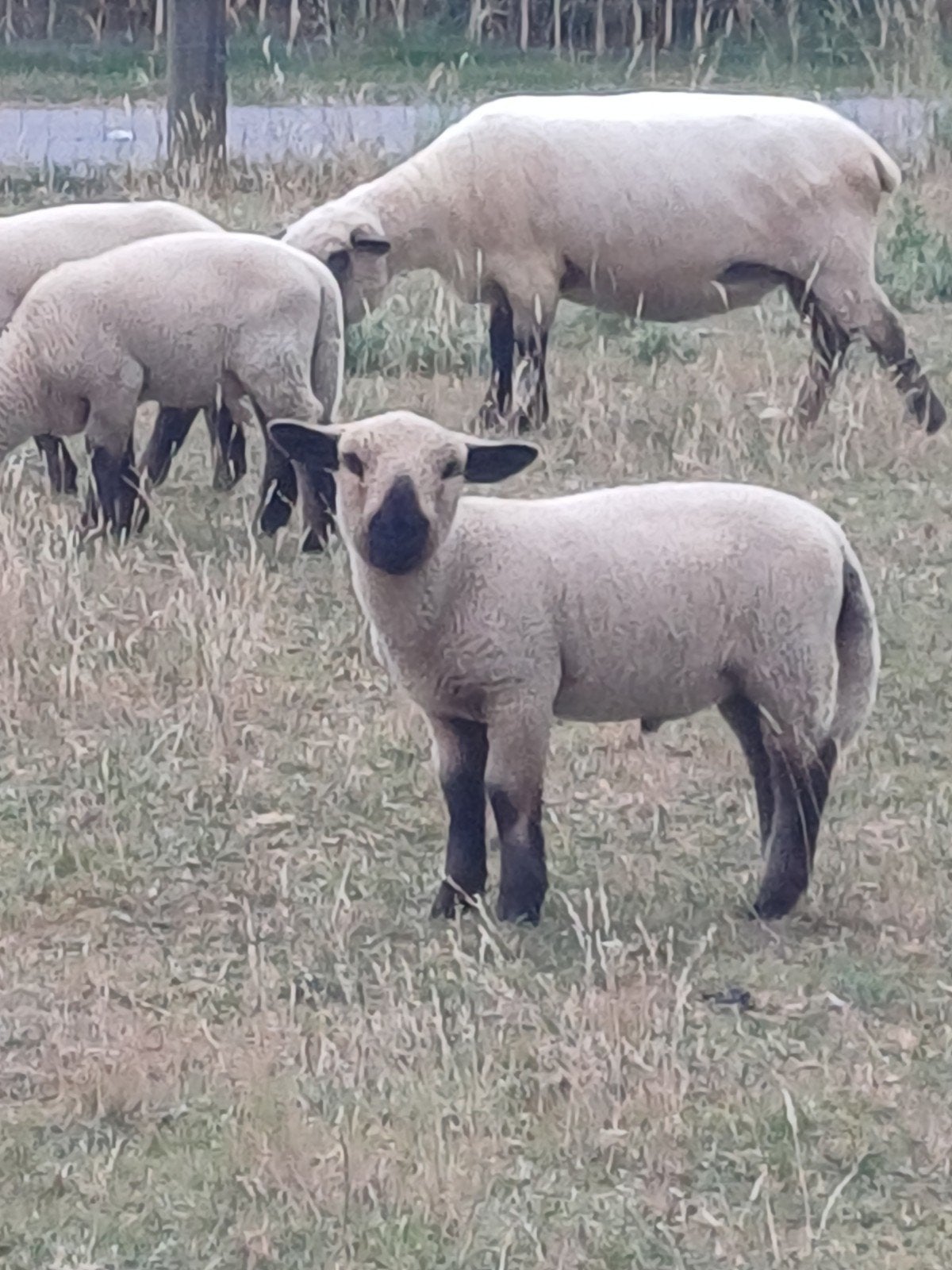 Hampsire down ram lammeren
