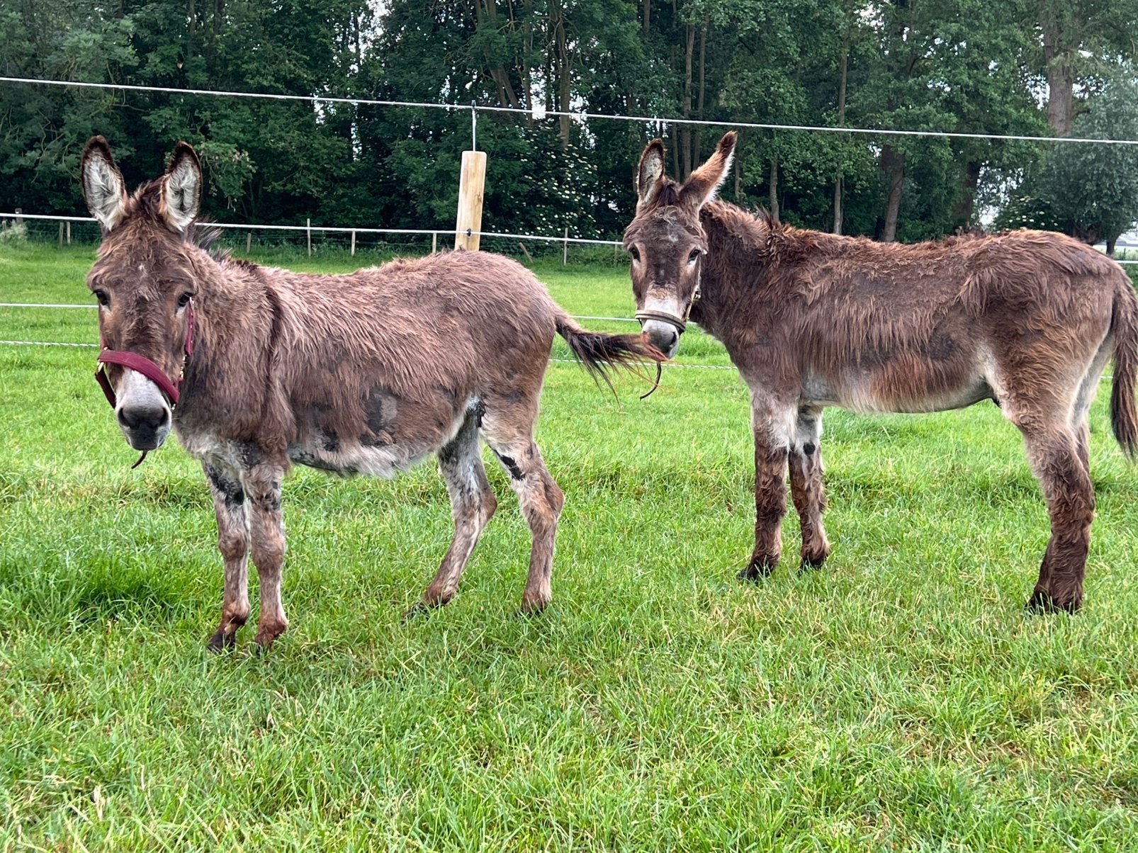 Merrie en ruin, Septembre, Plusieurs animaux