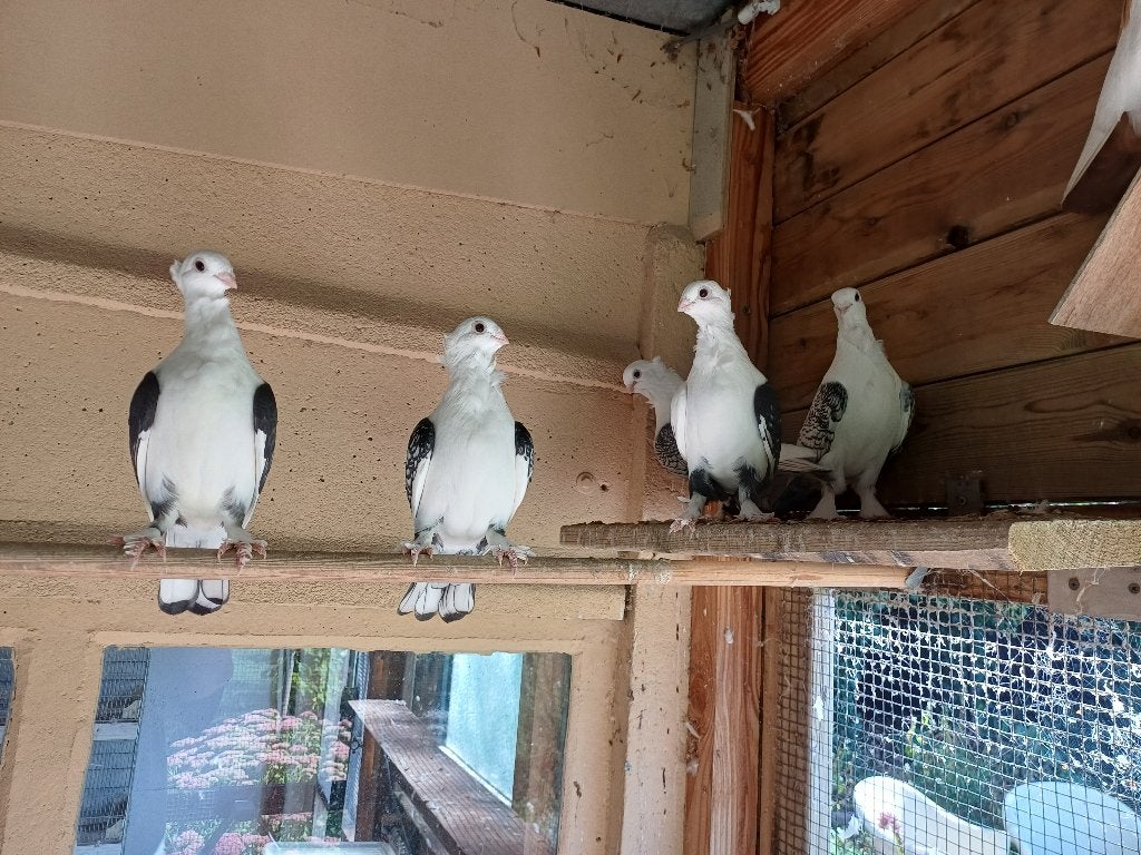 Oud oosterse meeuwen, Dieren en Toebehoren, Vogels | Duiven, Meerdere dieren, Overige soorten