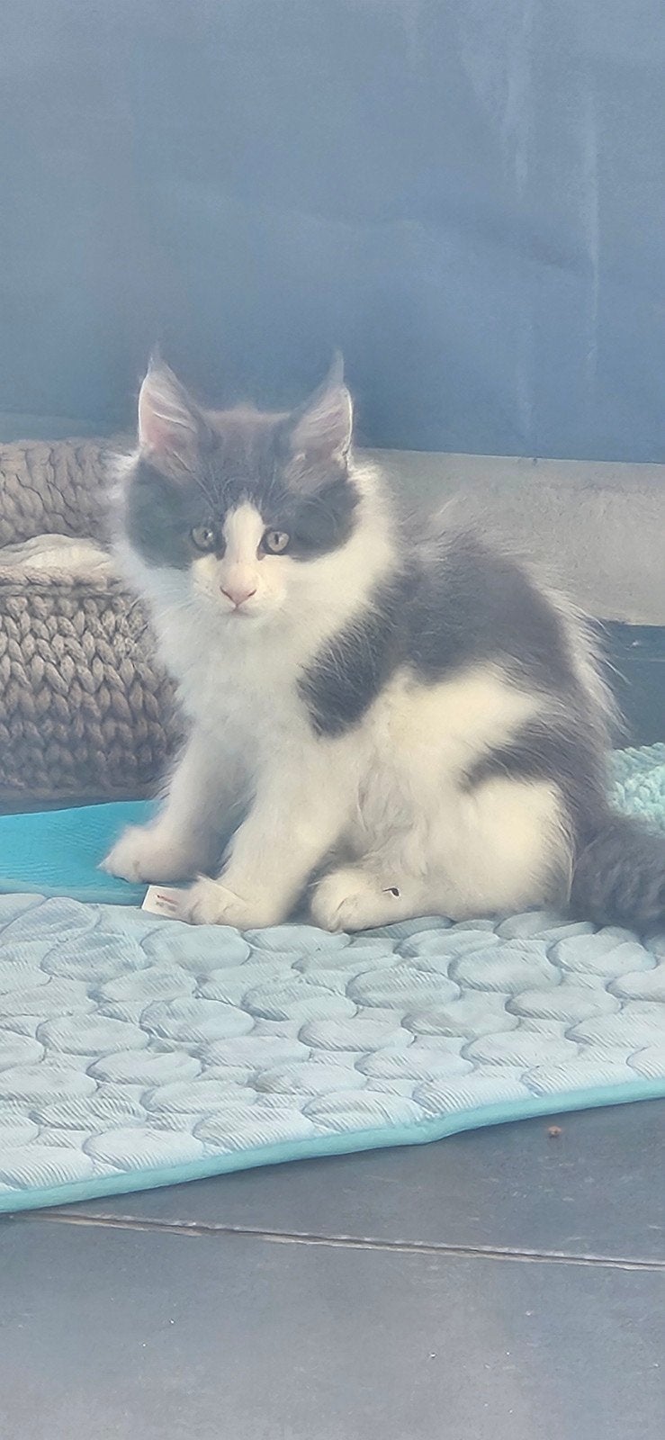 Cattery main-coon, Plusieurs animaux, Avec puce électronique