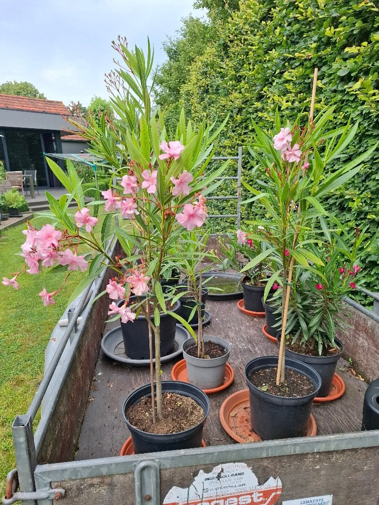 Jonge Oleander planten, Volle zon, Vaste plant, Zomer, Ophalen