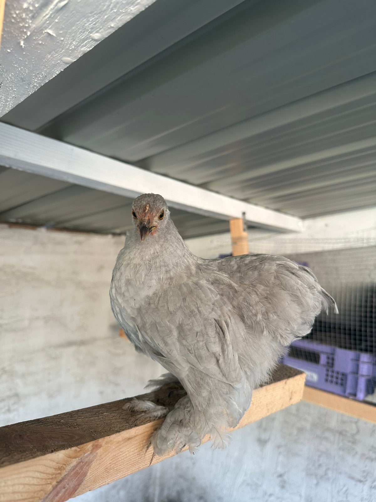 Cochin kriel parelgrijs, Animaux & Accessoires, Oiseaux | Oiseaux Autre, Femelle