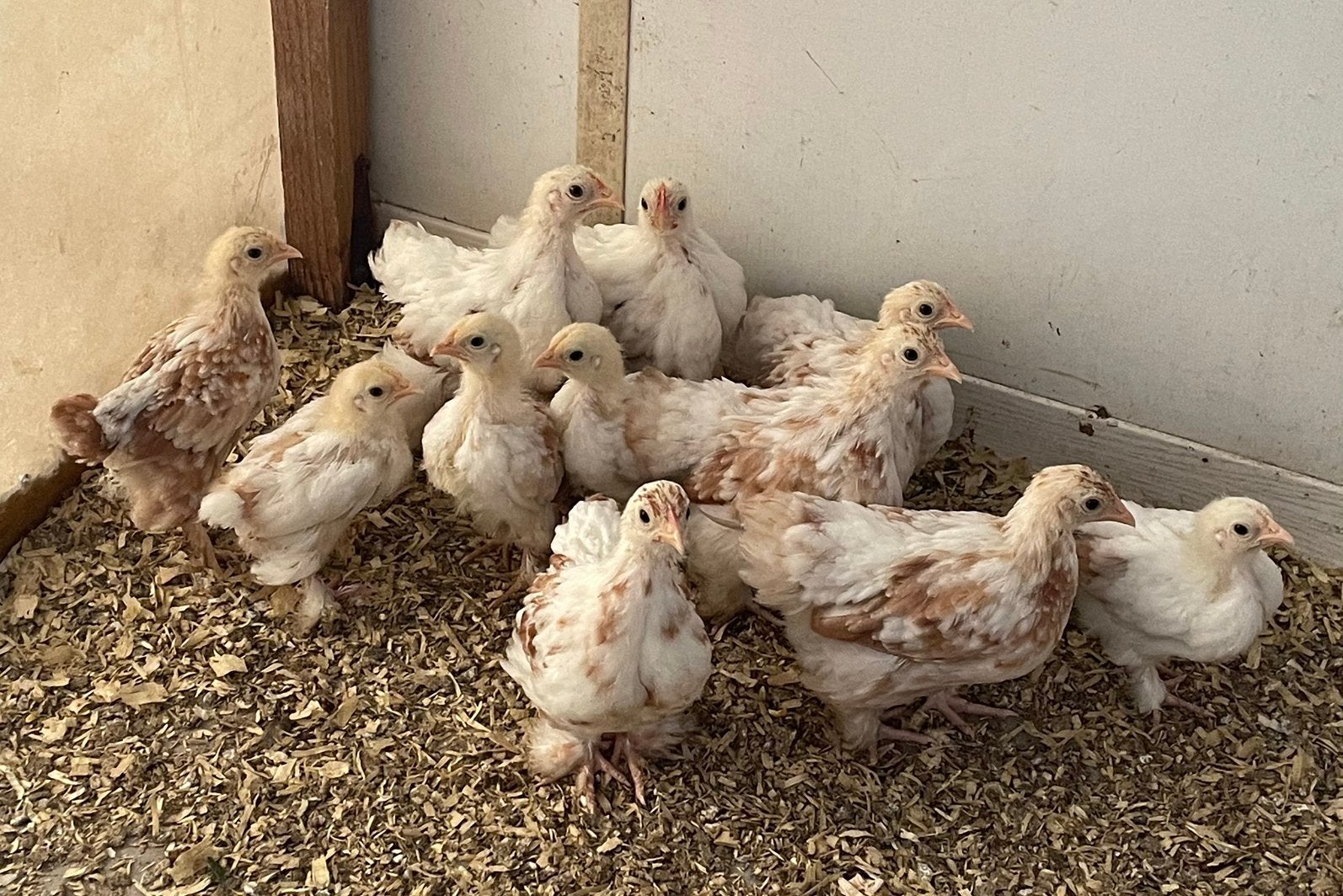 11 cochin kriel kuikens ROOD gepareld, Dieren en Toebehoren, Meerdere dieren, Kip