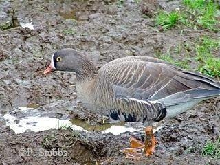 gevraagd overjarig goudooggans vrouwtje, Vrouwelijk, Gans of Zwaan