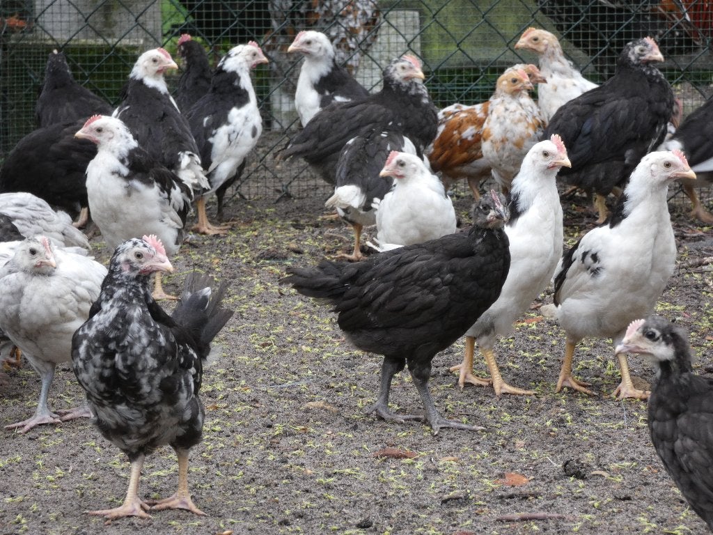 25 jonge hanen van 7 weken, Dieren en Toebehoren, Pluimvee