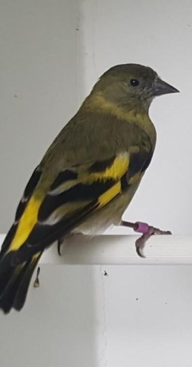 Zwartkopsijzen, Dieren en Toebehoren, Vogels | Overige Vogels, Tropenvogel, Geringd