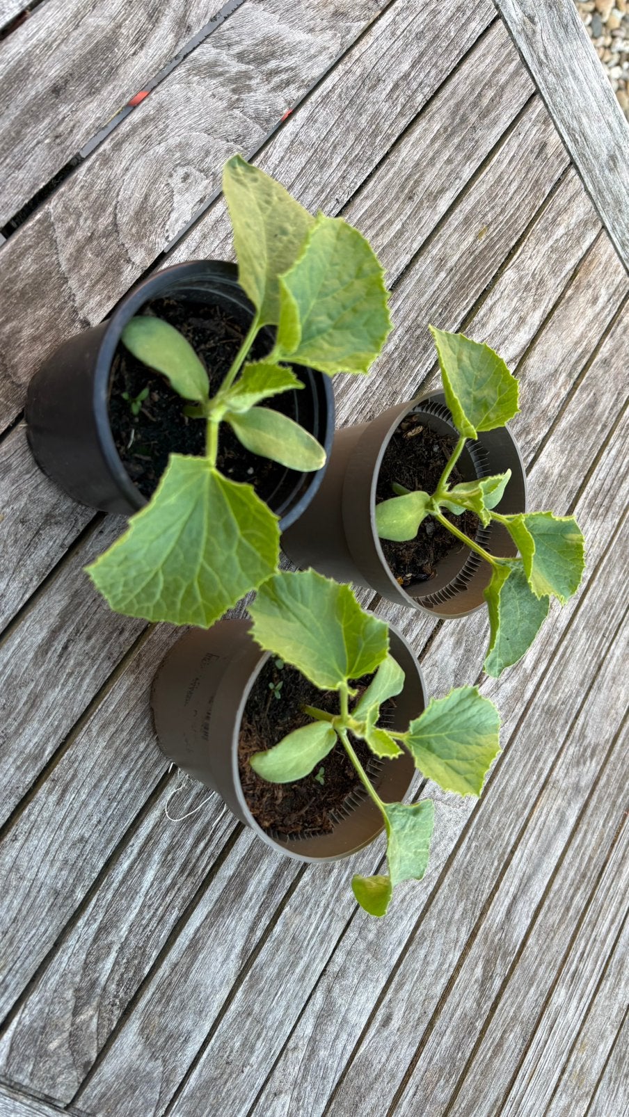 Galia meloen plantjes, Jardin & Terrasse, Bulbes & Semences, Enlèvement