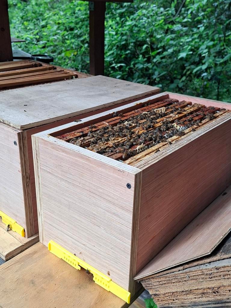 Colonies d'abeilles, ruche, Enlèvement