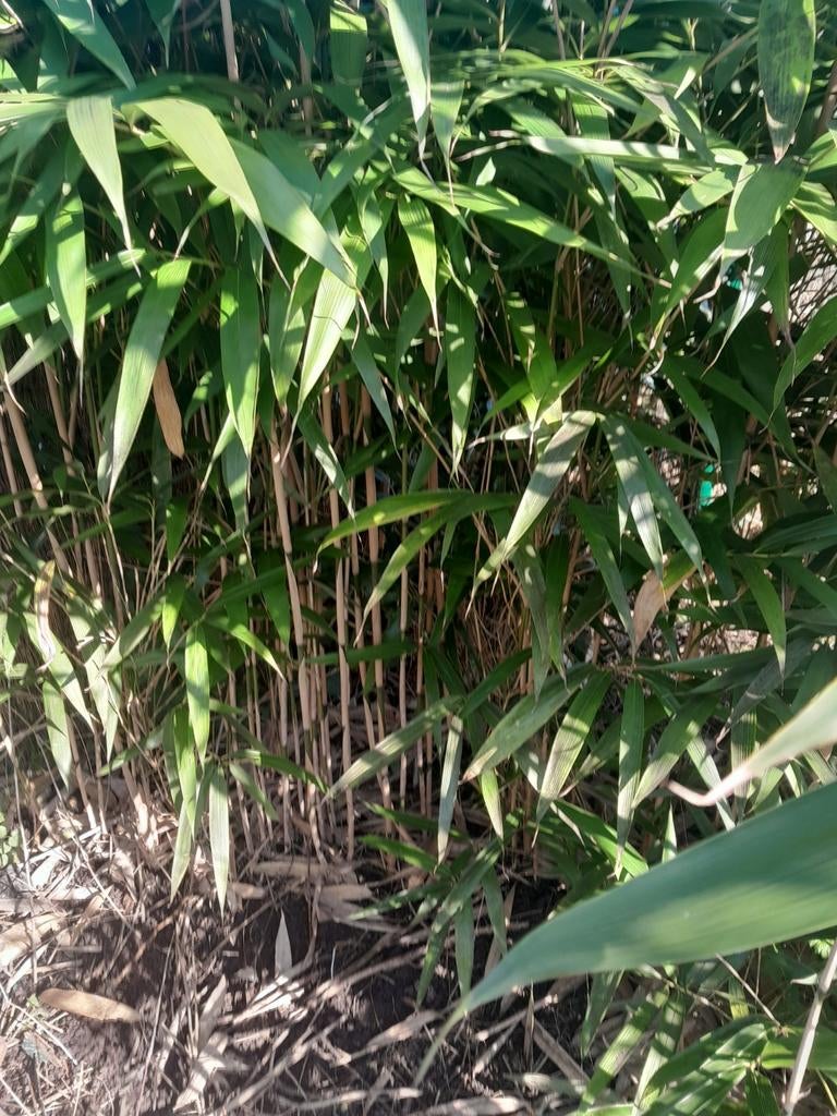 Diverse bamboescheuten van de PSEUSASA JAPONICA gratis., Ophalen