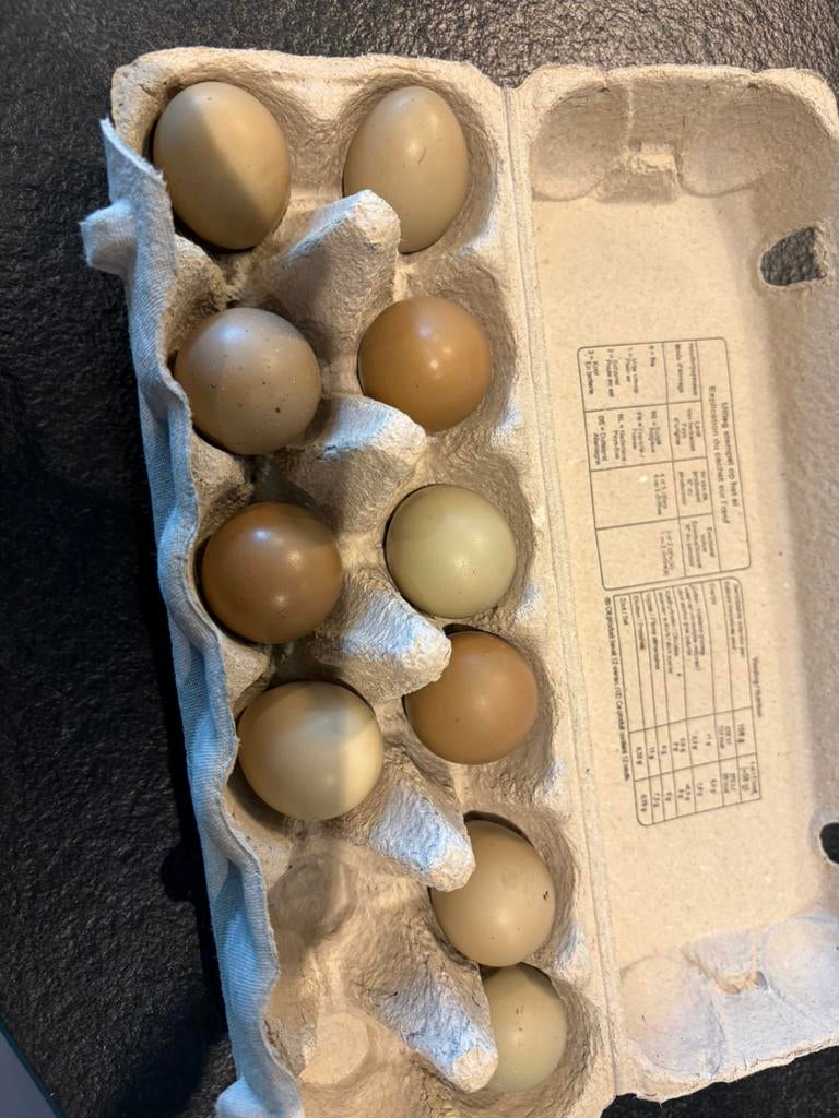 Broedeieren bosfazant, Dieren en Toebehoren, Ophalen, Zo goed als nieuw