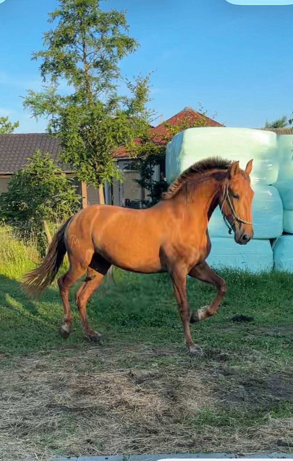 Prijsverlaging!! PRE merrie met super papier!!, Dieren en Toebehoren, Merrie, Met stamboom, Dressuurpaard, 3 tot 6 jaar