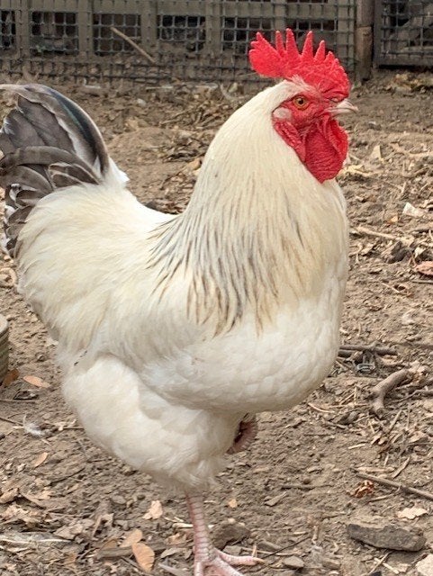 Sussex rashaan, Dieren en Toebehoren, Mannelijk, Kip