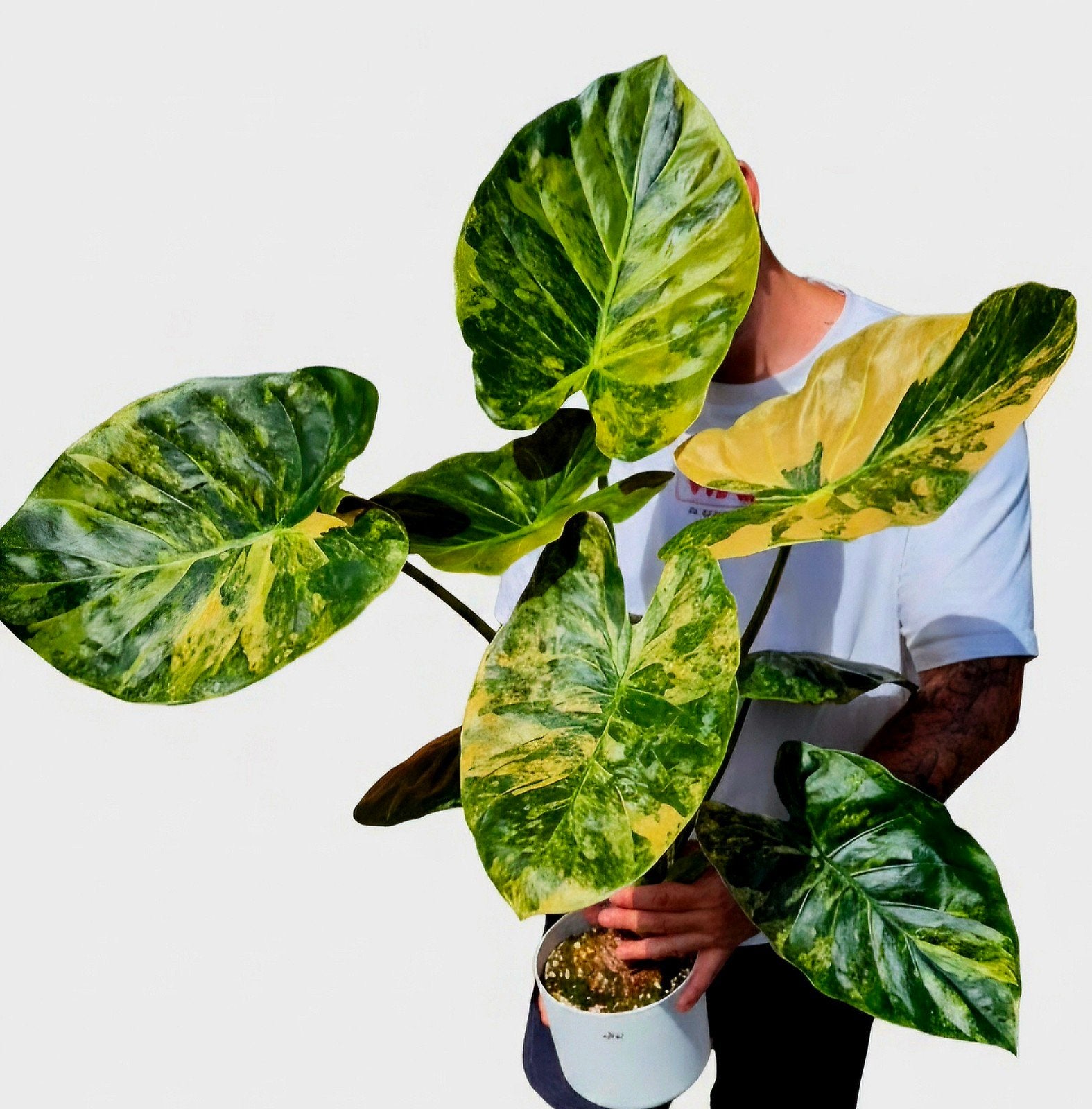 Alocasia, Philodendron, Monstera, Epipremnum, en zoveel meer, Huis en Inrichting, Kamerplanten, Ophalen of Verzenden