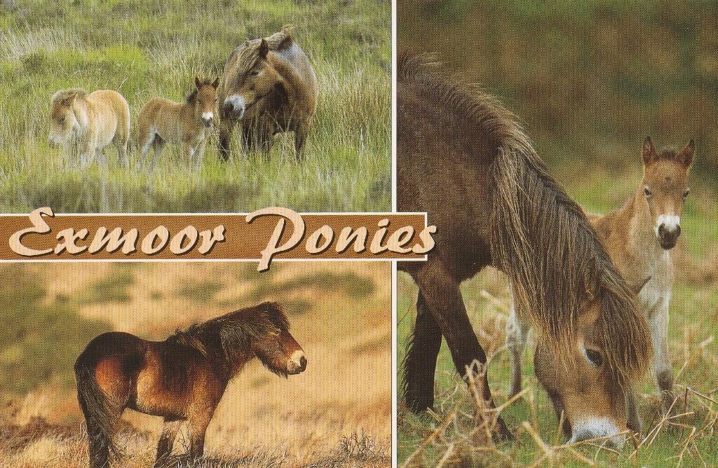 EXMOOR  PONY'S, Verzamelen, Postkaarten | Dieren, Verzenden, Ongelopen, Paard