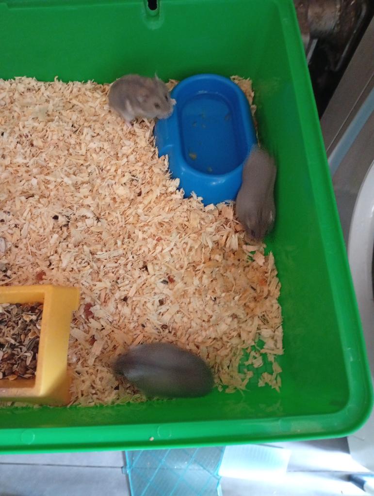 5 TAL DWERG HAMSTERS, Dieren en Toebehoren, Knaagdieren, Hamster, Maart, Meerdere dieren, Tam