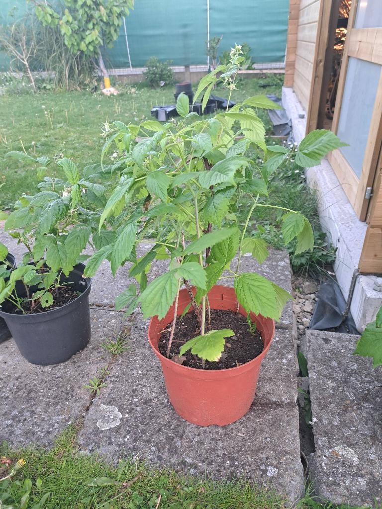 Framboos planten groot, Tuin en Terras, Planten | Tuinplanten, Ophalen, Vaste plant, Halfschaduw, Zomer