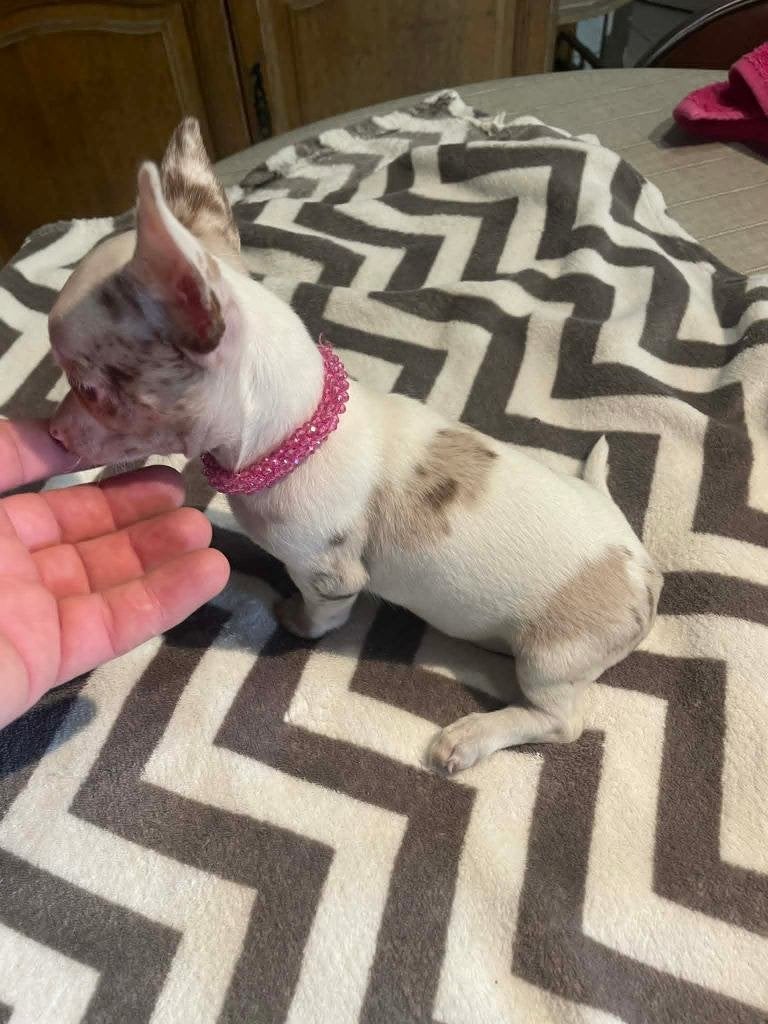 Chihuahua-pups t.cup & mini raszuiver zeer mooi kleintjes, België, Fokker | Hobbymatig, 8 tot 15 weken, Parvo