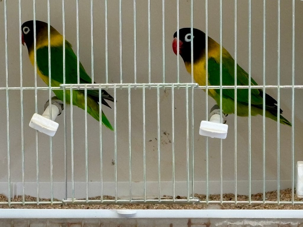 Koppel Wildkleur Agapornis Personata, Dieren en Toebehoren, Vogels | Parkieten en Papegaaien, Meerdere dieren, Dwergpapegaai of Agapornis