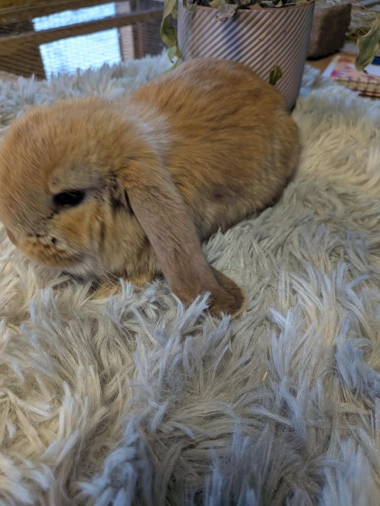 Franse hangoor voedster, Dieren en Toebehoren, Vrouwelijk, Groot, Hangoor, 0 tot 2 jaar