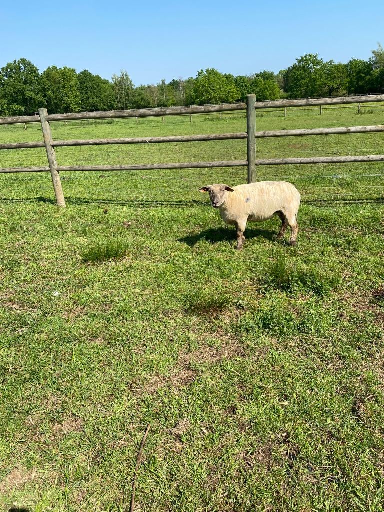 mooie ooi, 3 jaar, Dieren en Toebehoren, Vrouwelijk, Schaap, 3 tot 5 jaar