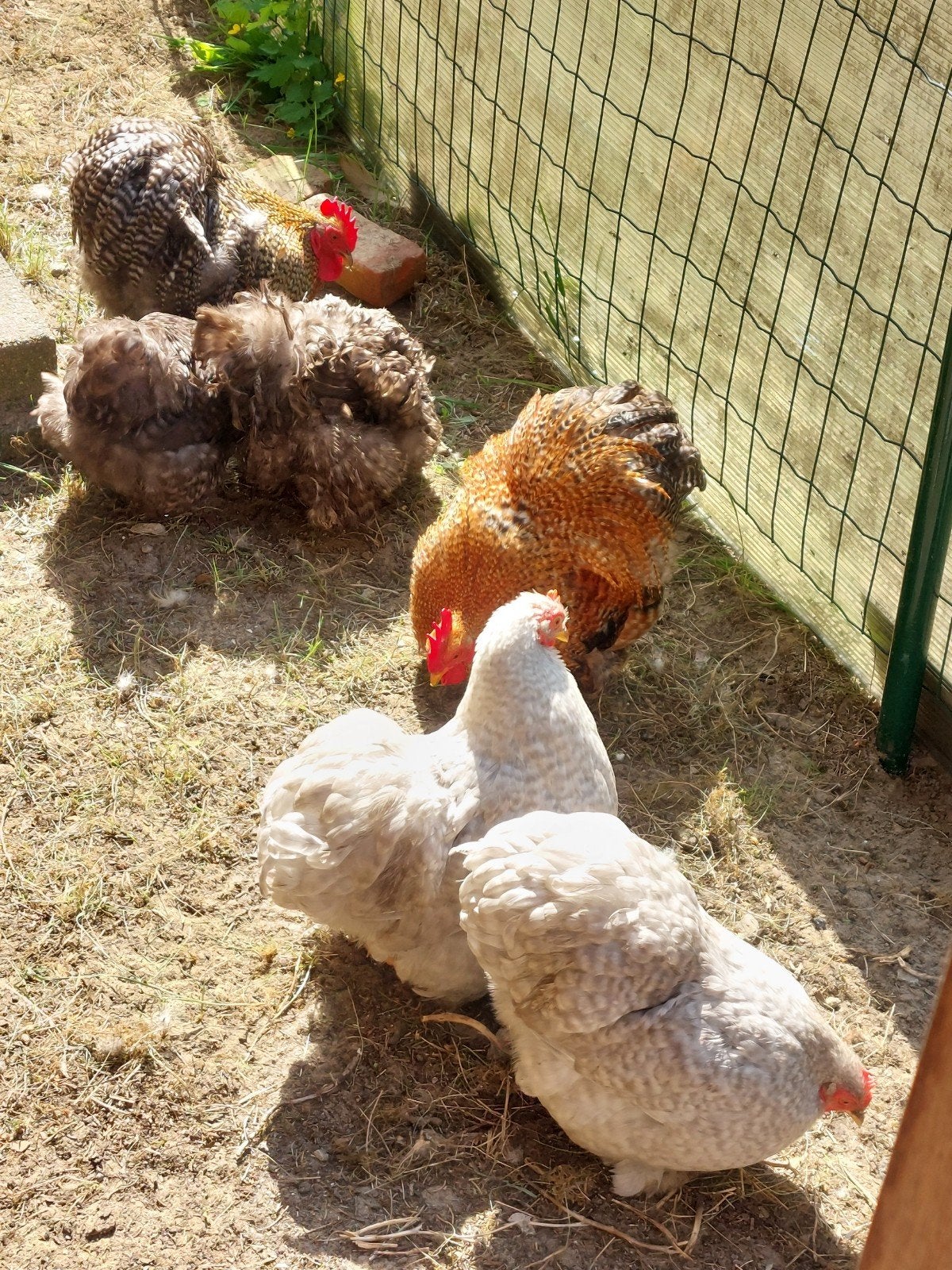 Cochin krielen 5 hennen 3 hanen 2025, Animaux & Accessoires, Volatiles