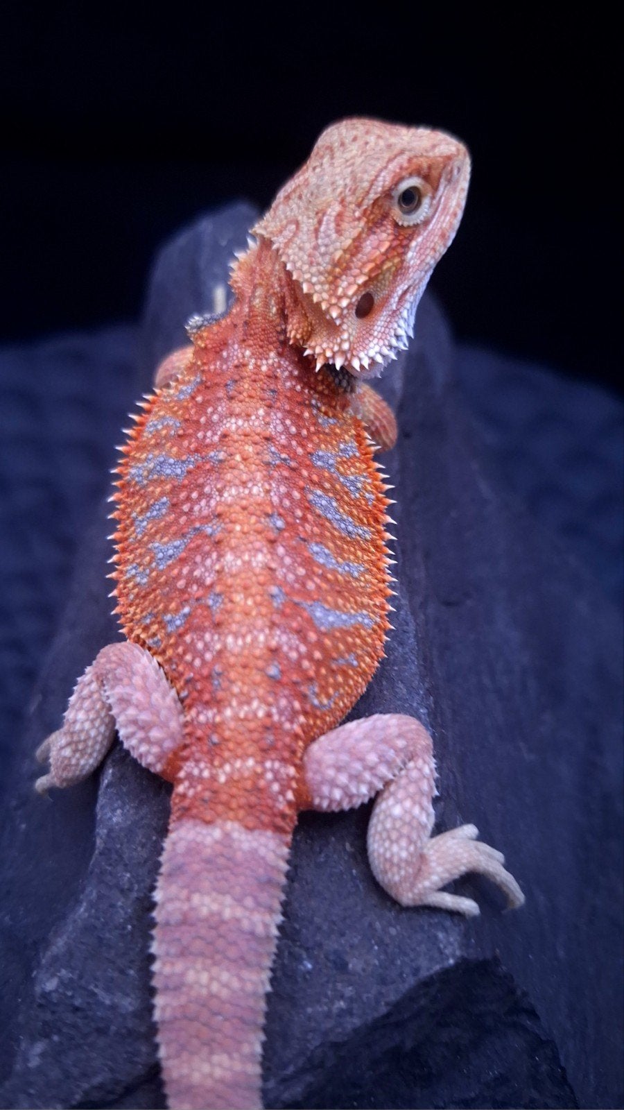 Baardagaam Rood Hypo, Translucent, G-Stripe,  Blue Bar, Lézard, 0 à 2 ans