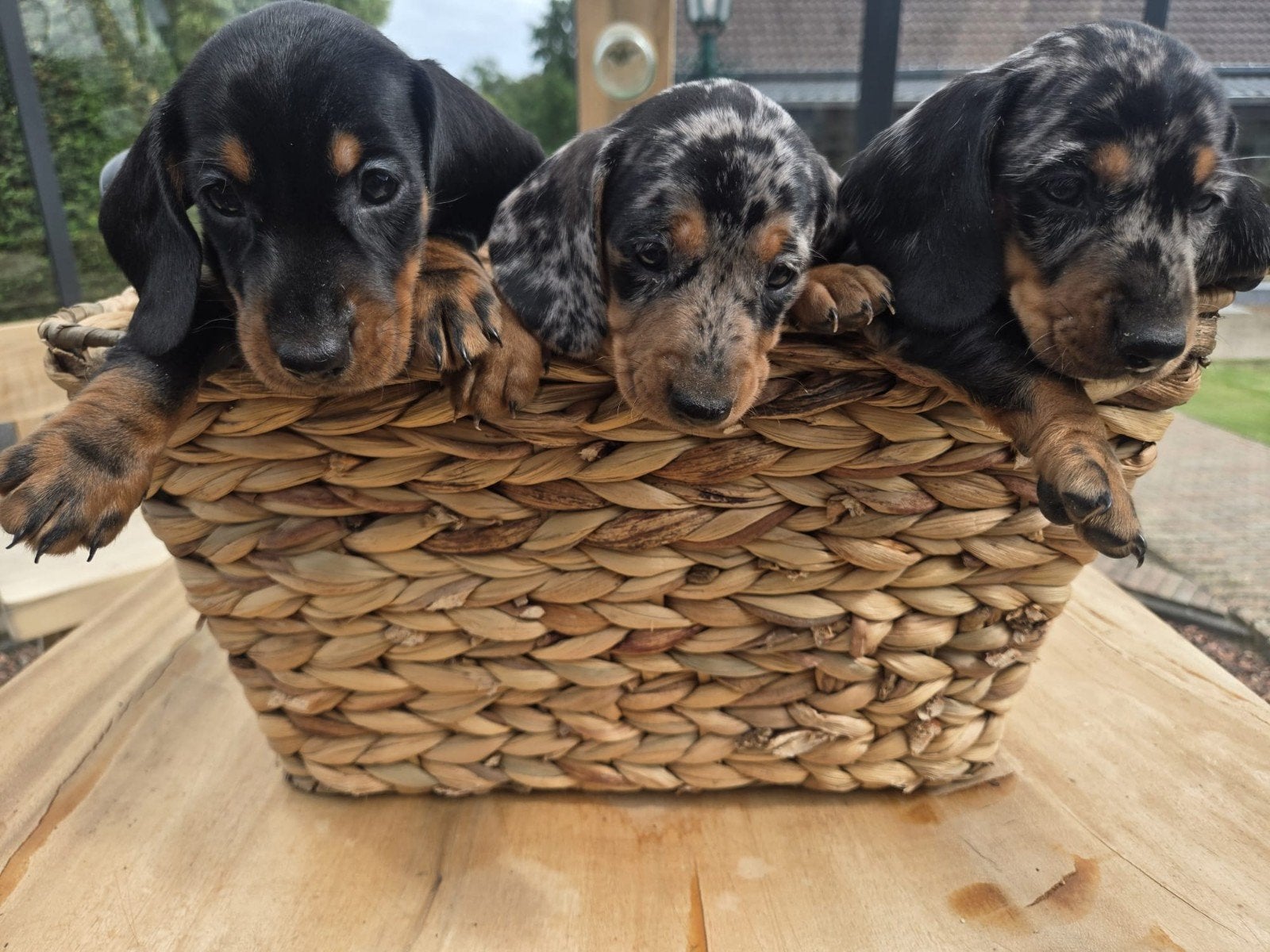 Teckel pups, Animaux & Accessoires, Chiens | Teckels & Bassets, Plusieurs animaux, Poils courts, Nain, Particulier, Plusieurs