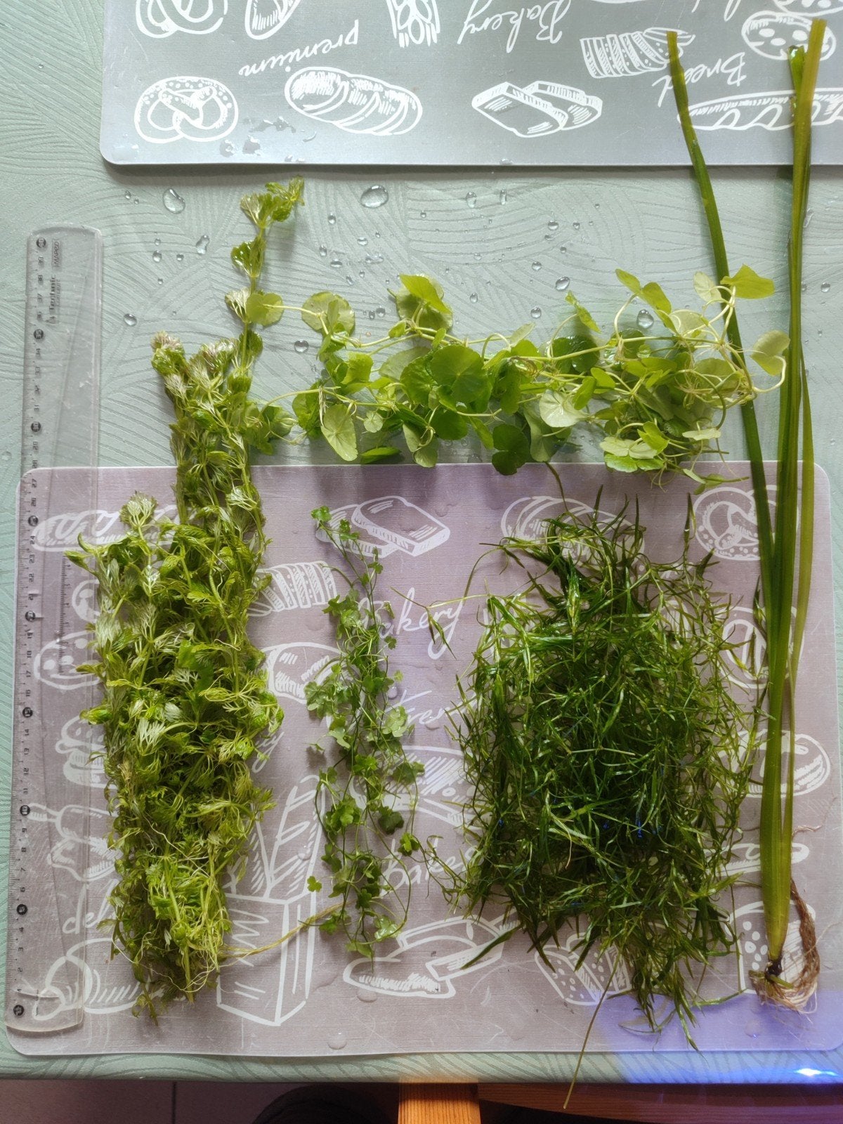 Aquarium : plantes aquatiques, plantes flottantes, Enlèvement