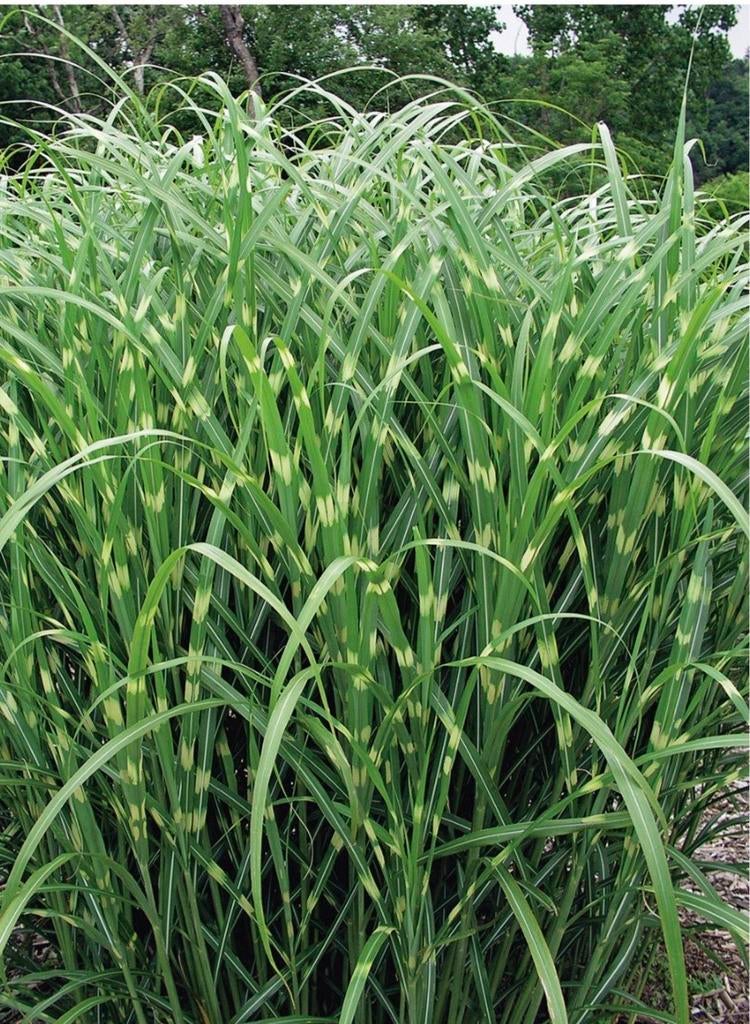 Siergras, Miscantus sin. 'Zebrinus' , zebragras, Ophalen