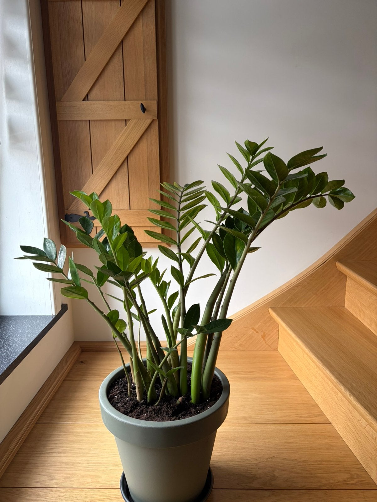 kamerplant zamioculcas, Huis en Inrichting, Ophalen