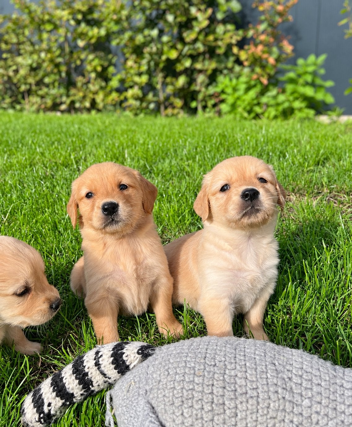 Knappe golden retriever pups (geteste ouders), Golden retriever, België, CDV (hondenziekte), 8 tot 15 weken