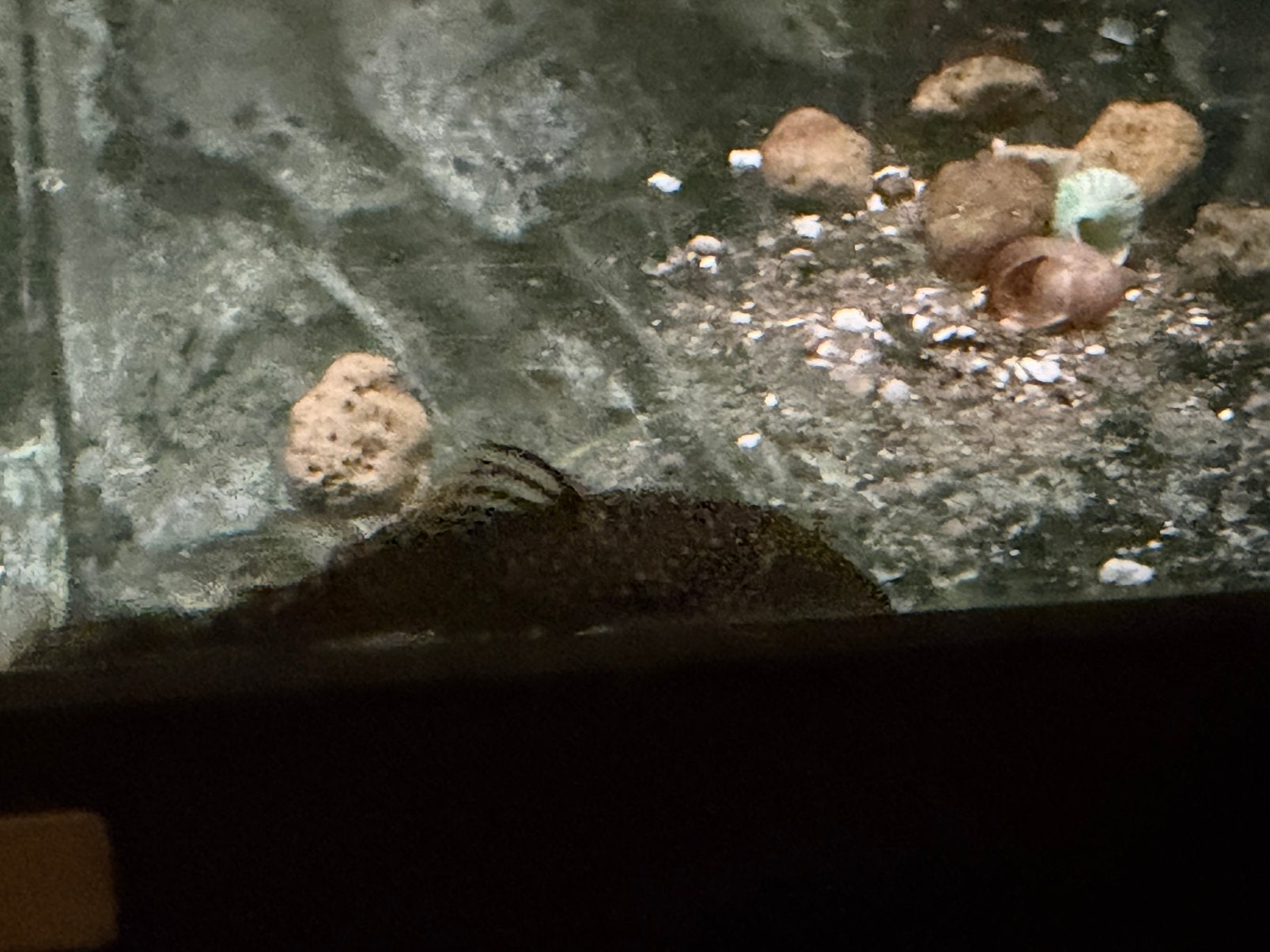 Mannelijke en vrouwelijke ancistrus
