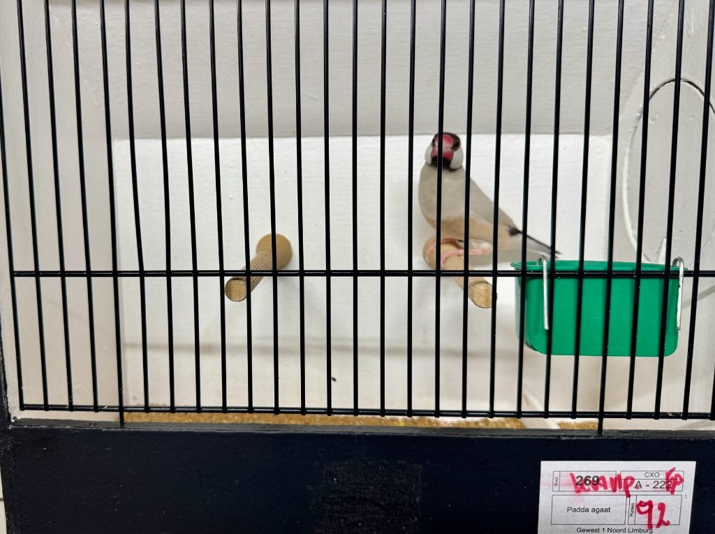 agaat rijstvogels, Dieren en Toebehoren, Vrouwelijk, Tropenvogel, Geringd