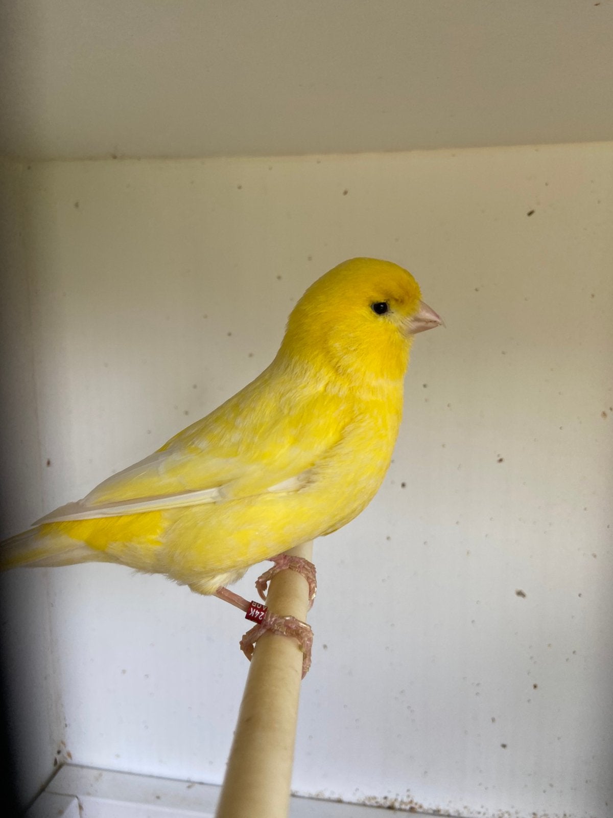 Kanarie, Dieren en Toebehoren, Mannelijk, Postuurkanarie