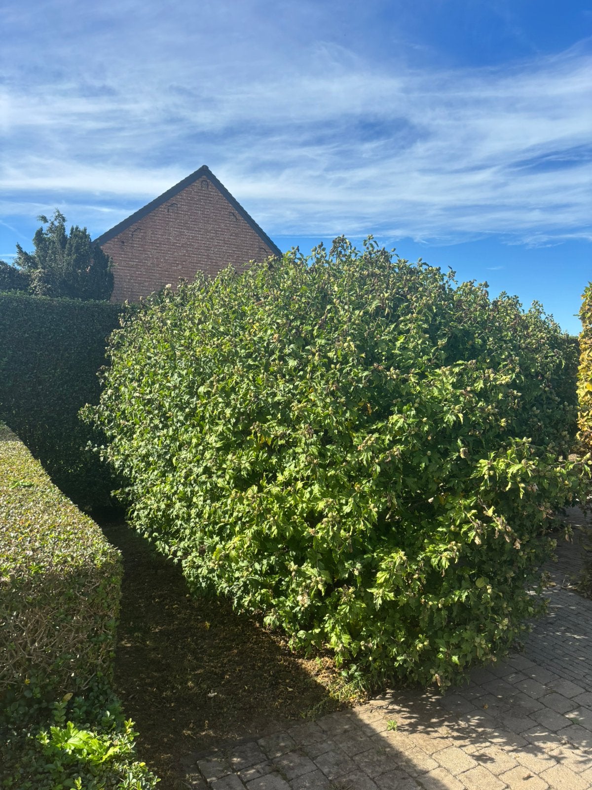 3x hibiscus 2m wit met rood hart, Tuin en Terras, Ophalen, Struik, 100 tot 250 cm