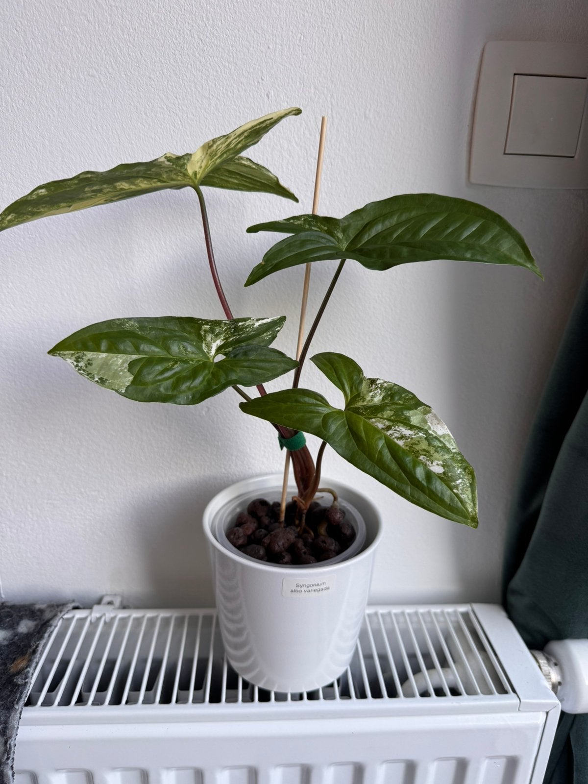 Syngonium Albo Variegata, Enlèvement