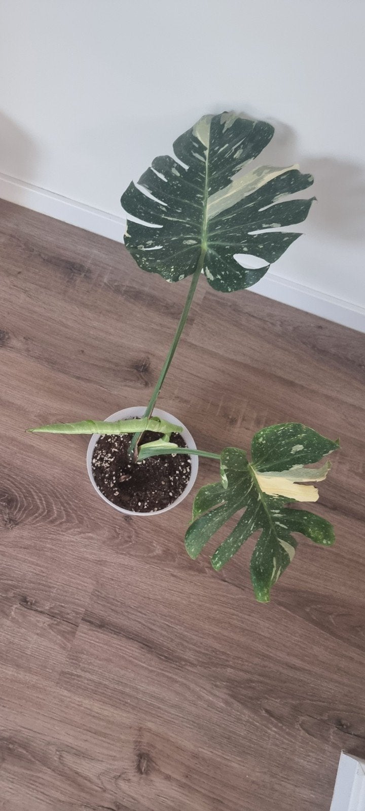 Monstera thai constelation, Ophalen