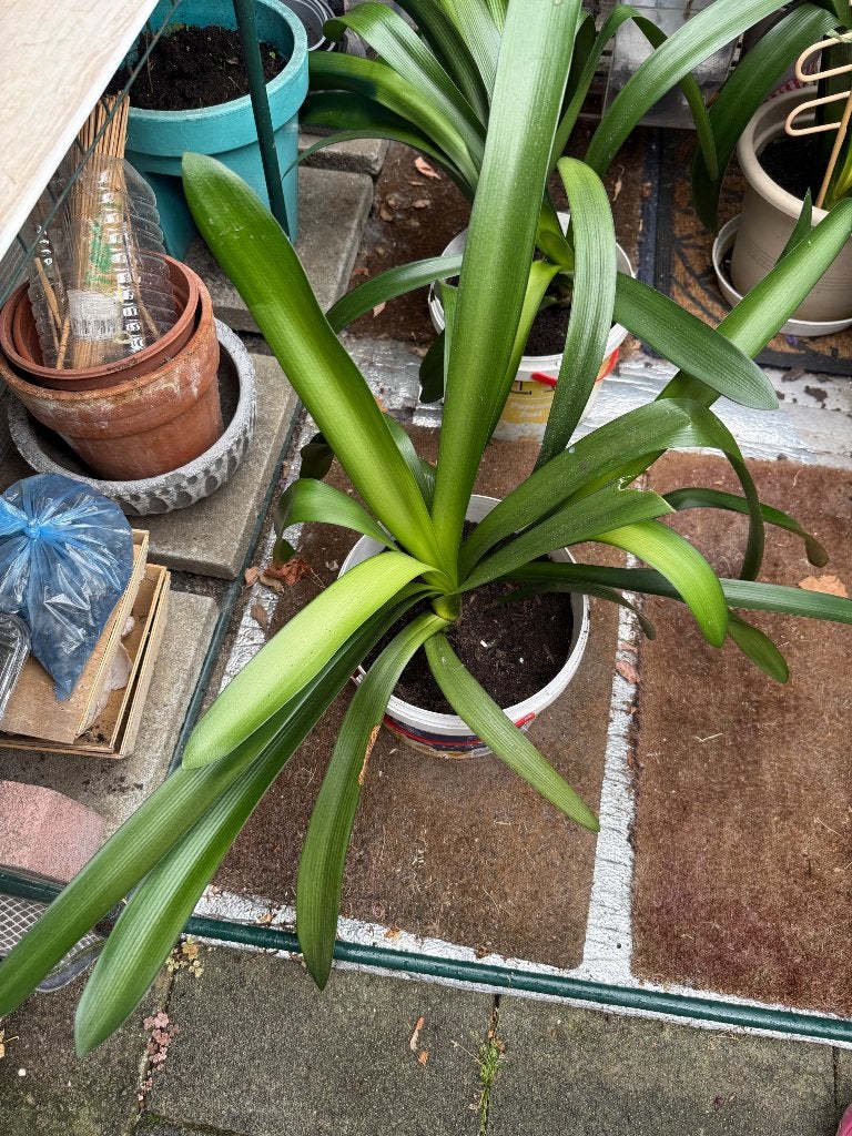 Clivia, Maison & Meubles, Plantes d'intérieur, Enlèvement
