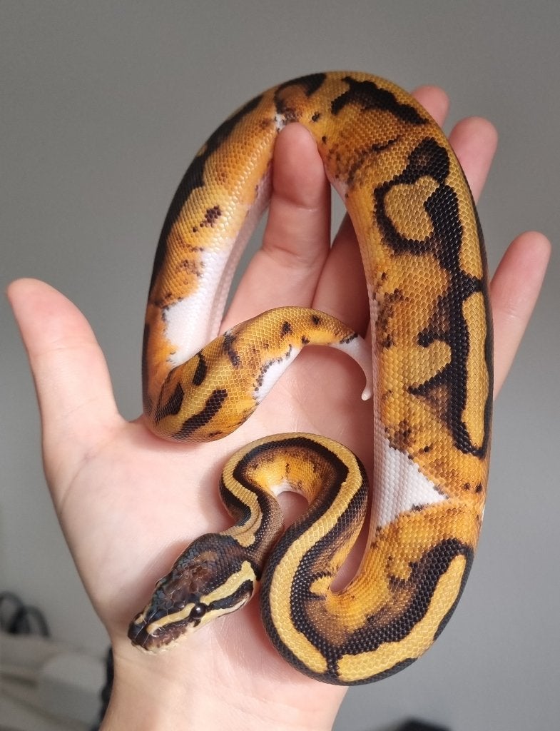 1.0 piebald het lavender albino koningspython Ball Python photo 2