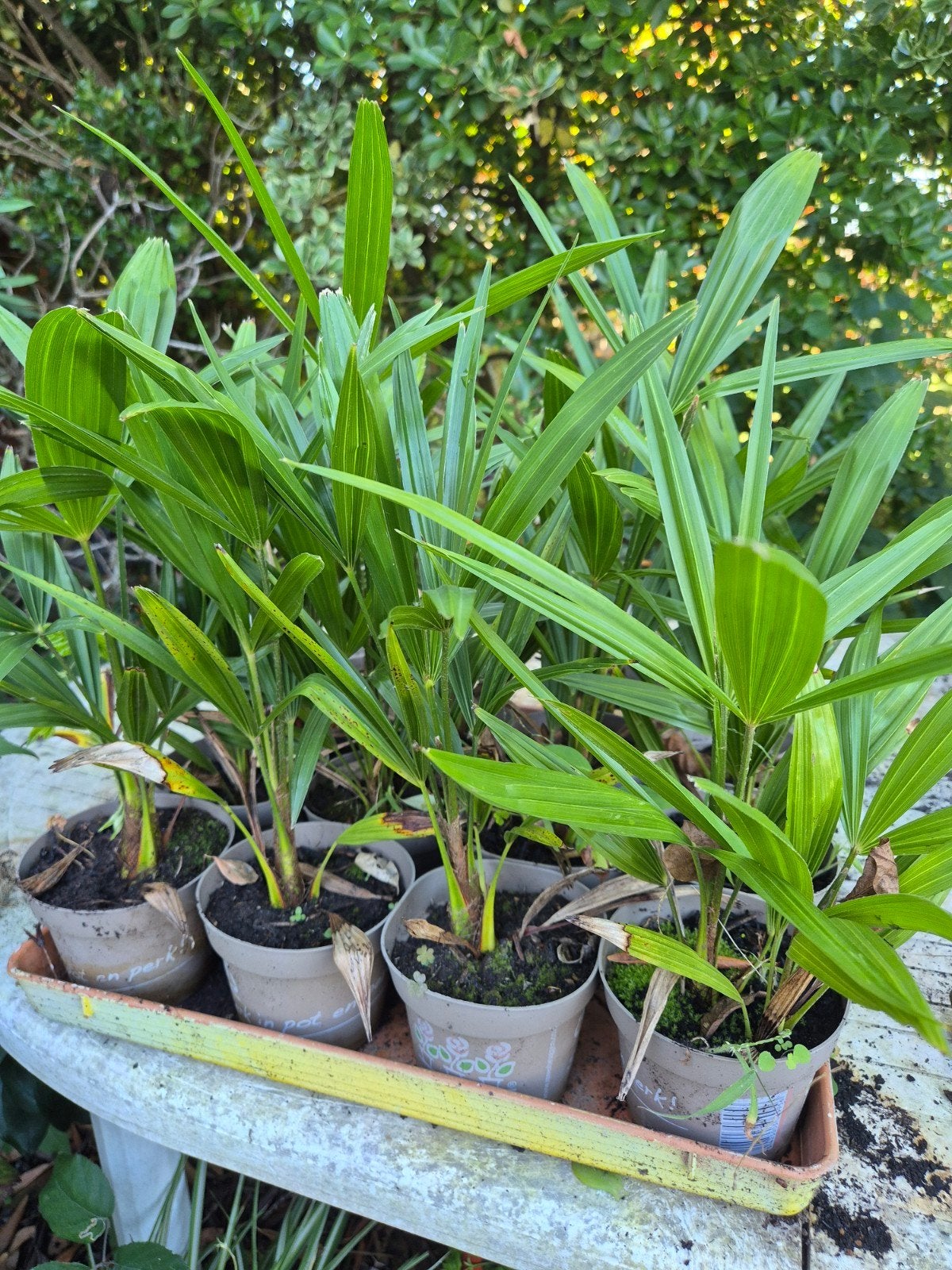 Trachycarpus Fortuneii, Ophalen