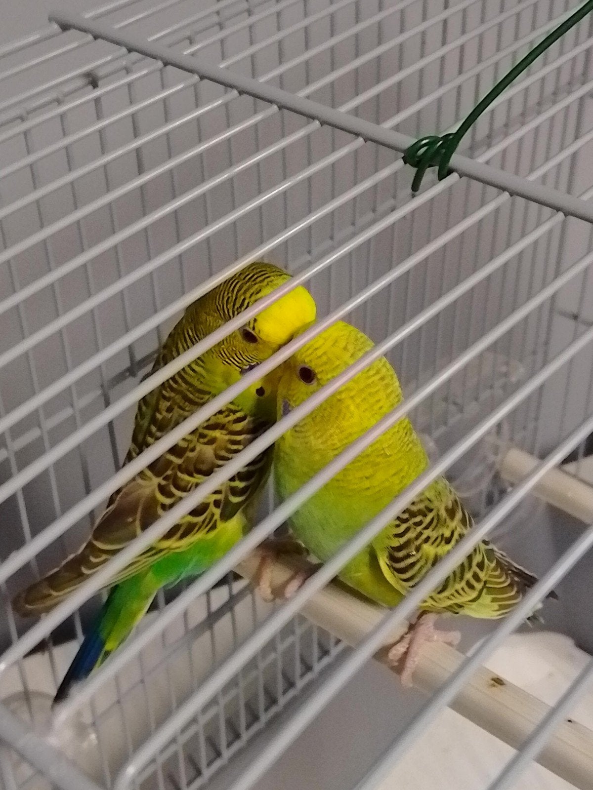 PERRUCHES EN HERBE DE DIFFÉRENTES COULEURS, AVEC OU SANS CAG, Plusieurs animaux, Perruche, Domestique