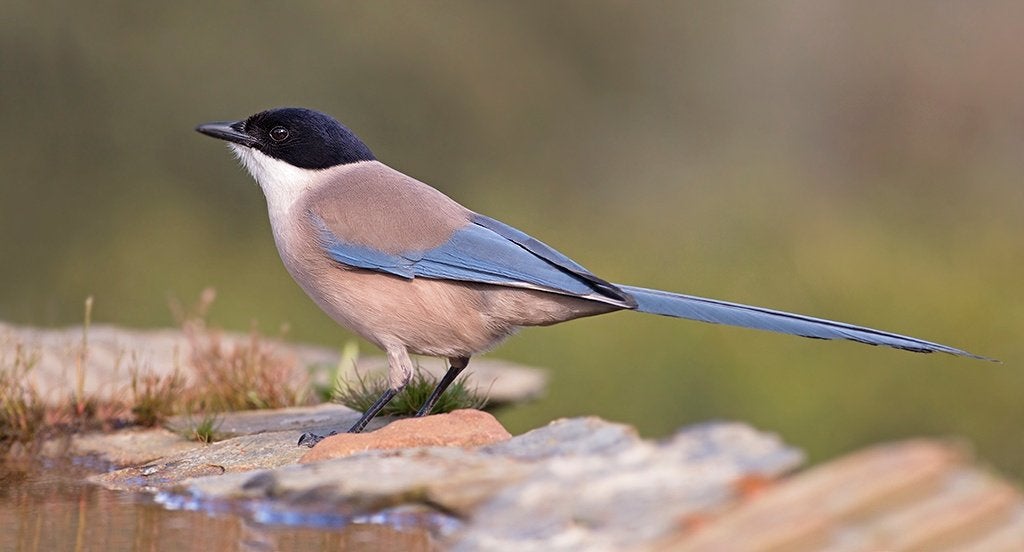 Gezocht blauwe europese ekster, Vrouwelijk, Wildzangvogel, Geringd