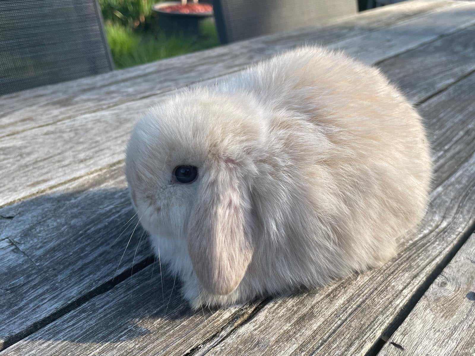 Minilopjes, Dieren en Toebehoren, Meerdere dieren, Dwerg, Hangoor, 0 tot 2 jaar