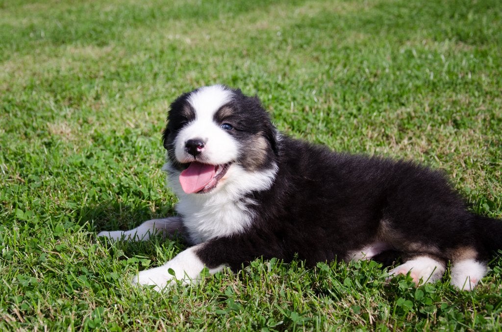 Australian Shepherd pups geboren op boerderij, België, Particulier, Reu, CDV (hondenziekte)