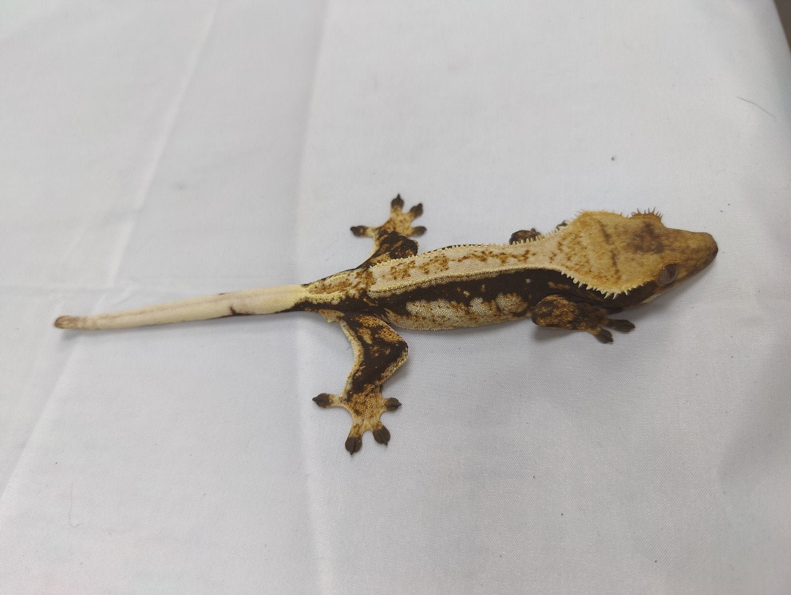 wimpergekko white wall vrouw, Dieren en Toebehoren