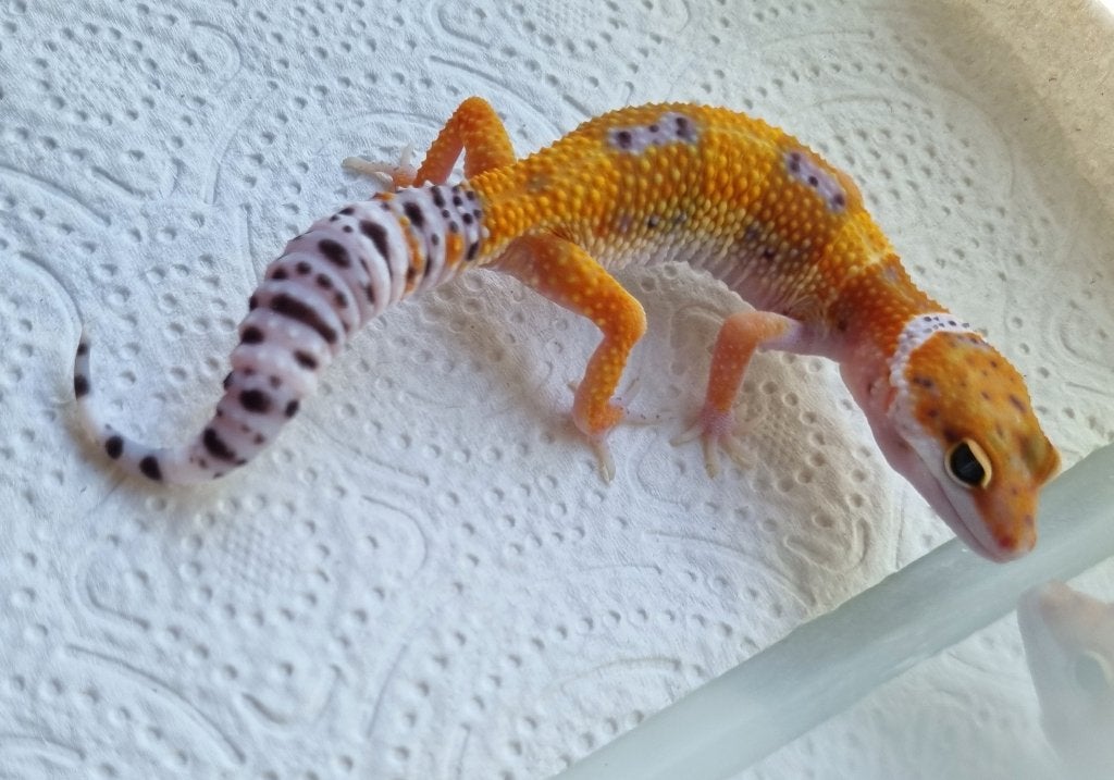 0.1 Purple head x w&y bell albino luipaardgekko, Animaux & Accessoires, Reptiles & Amphibiens