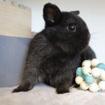 Lapin nain de couleur, Animaux & Accessoires, Plusieurs animaux, Nain
