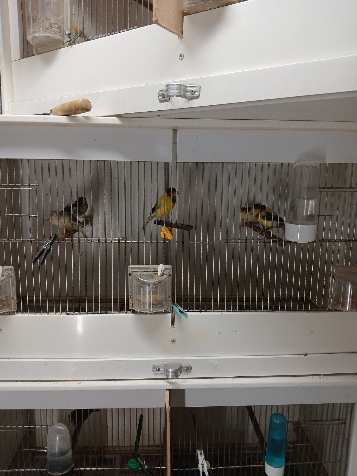 Bulgarse kanarie nihtingale Singing, Dieren en Toebehoren, Vogels | Kanaries